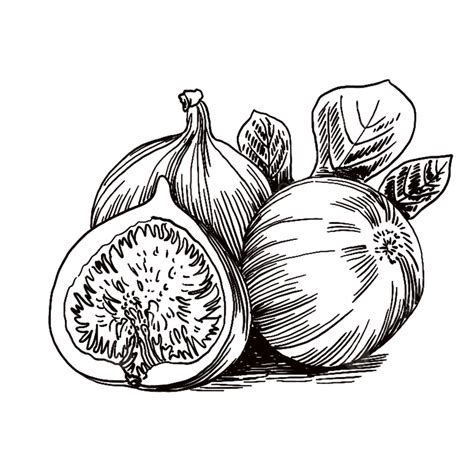 fig clipart black and white|Fig Black And White Clipart Images For Free Download .